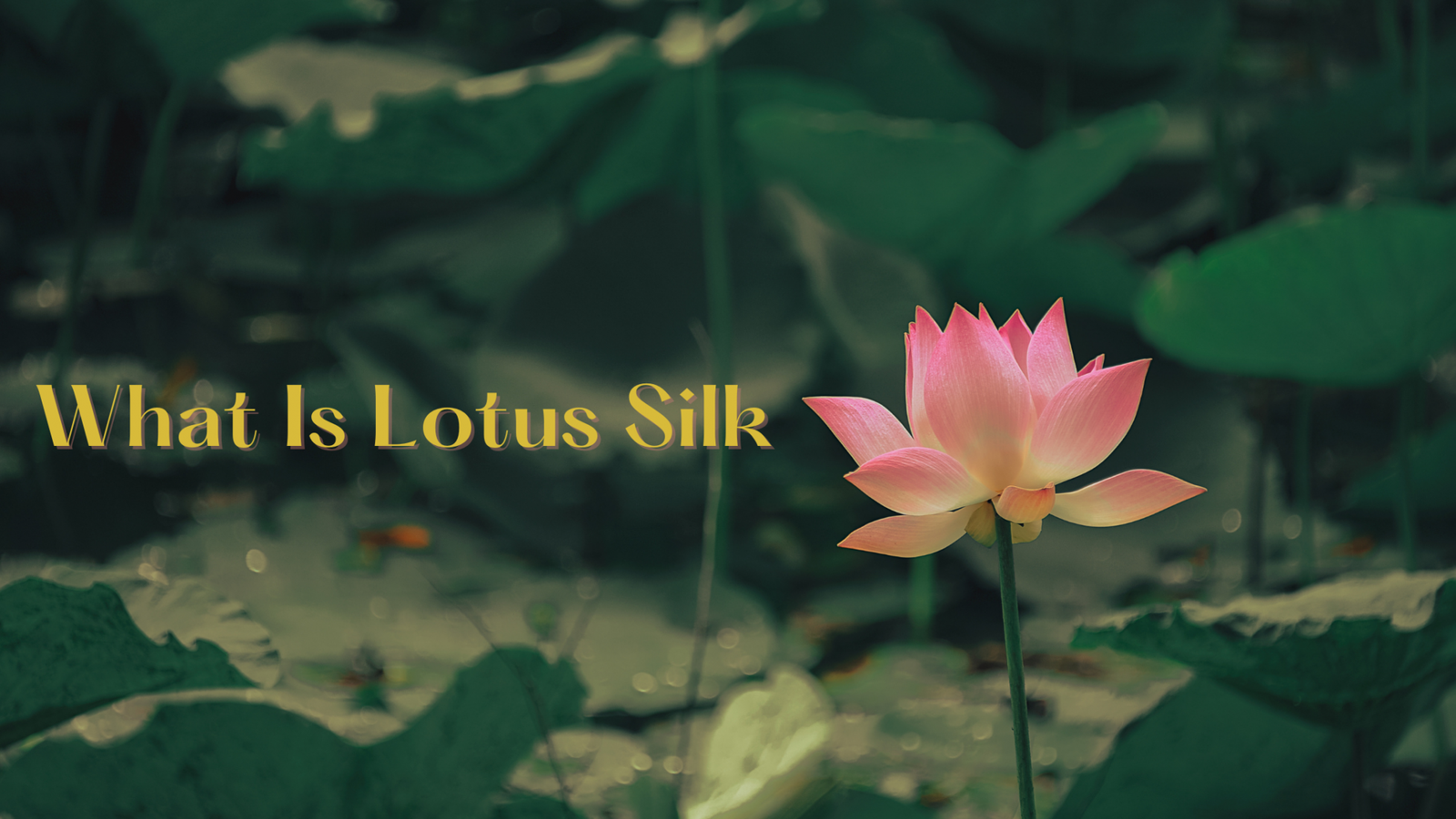 Read more about the article Why Lotus Silk Is So Expensive?